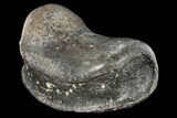 Fossil Hadrosaur Phalange - Alberta (Disposition #-) #134512-1